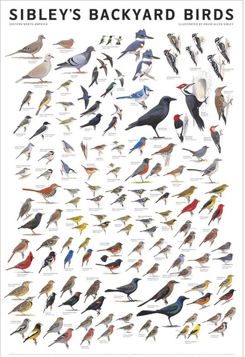 Bird Identification Bird Identification