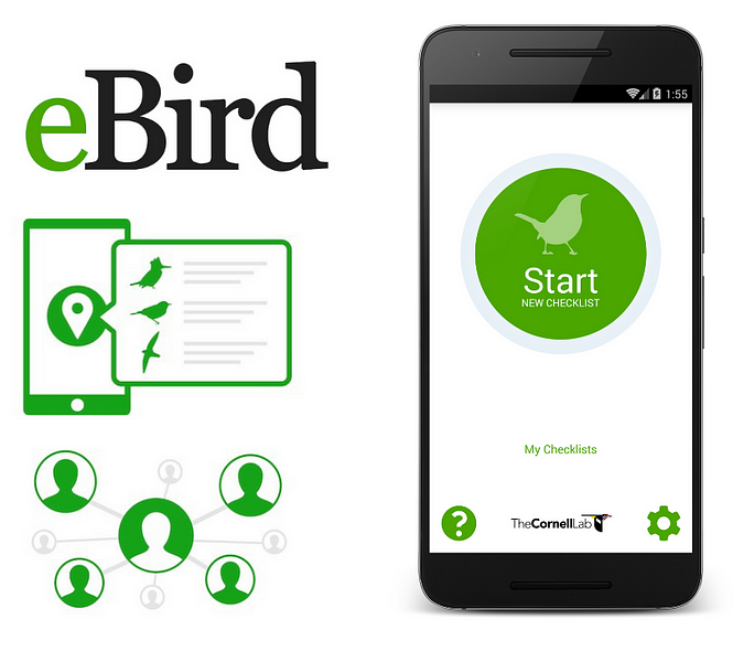 eBird eBird