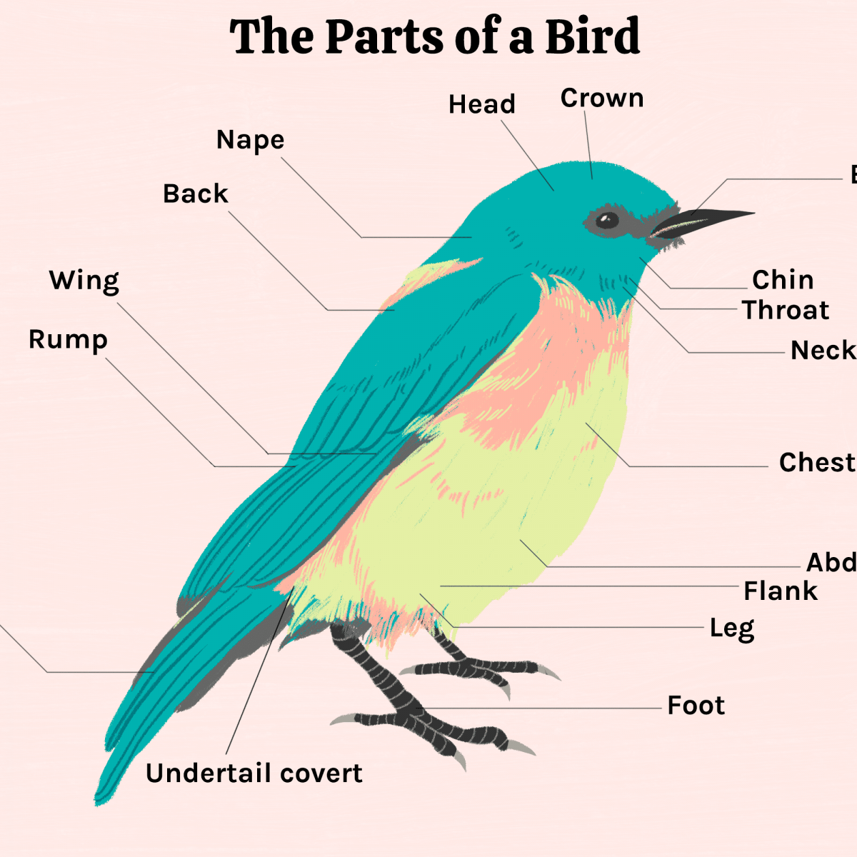 Picture Bird Picture Bird